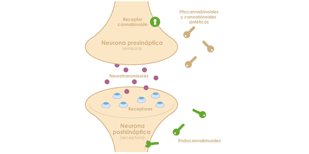 Die Wirkung von Cannabidiol (CBD): wissenschaftliche Studien und hilfreiche Tipps
