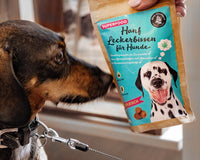 Green Mile Blogbeitrag Wie Hanfprodukte die Gesundheit von Hunden unterstützen können