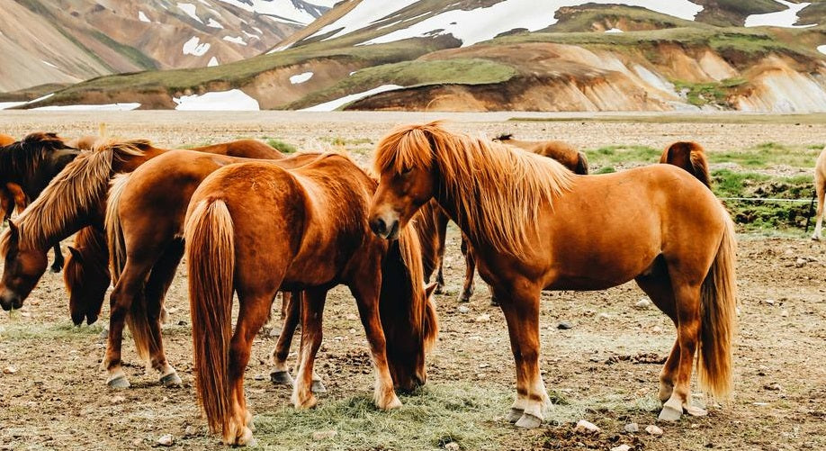 Green Mile Blog Die Gesundheit & das Wohlbefinden von Pferden mit Hanf-Futtermitteln stärken