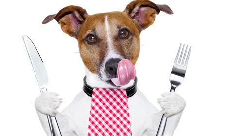 Green Mile Blogartikel Info Cbd Nahrungsergänzung mittel für Tiere