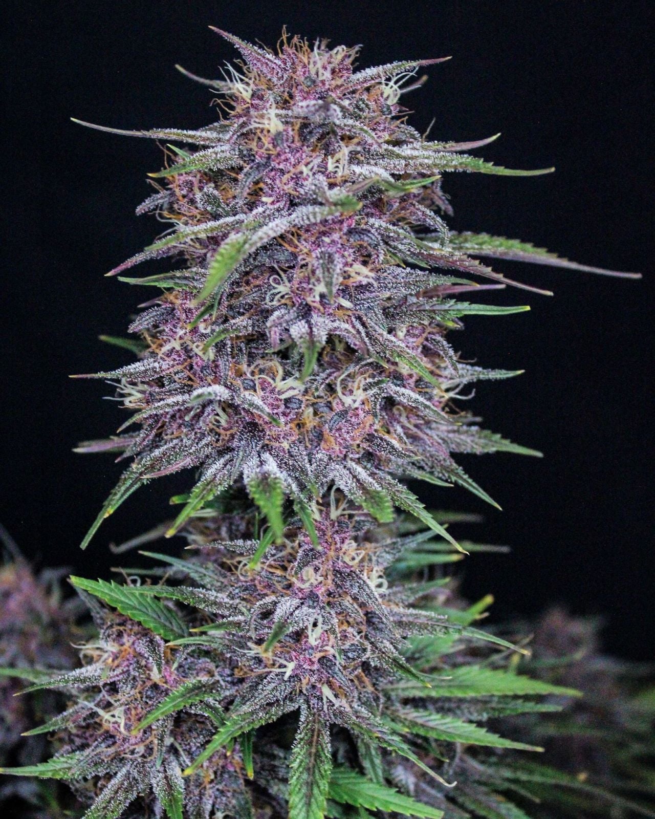 42 FastBuds - BANANA PURPLE PUNCH - Automatic - 3 Seeds