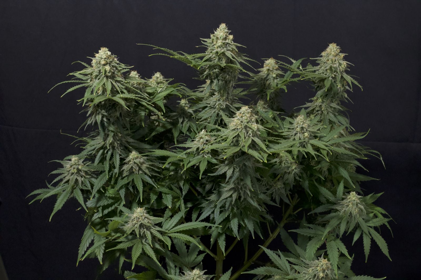 42 FastBuds - WEDDING CHEESECAKE FF - Feminized - 3 Seeds