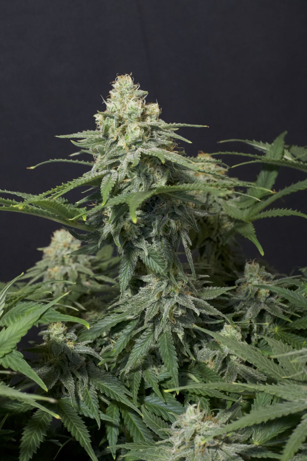 42 FastBuds - WEDDING CHEESECAKE FF - Feminized - 3 Seeds