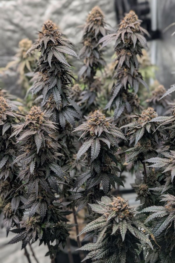 42 FastBuds - PAPAYA SHERBET - Feminized - 3 Seeds