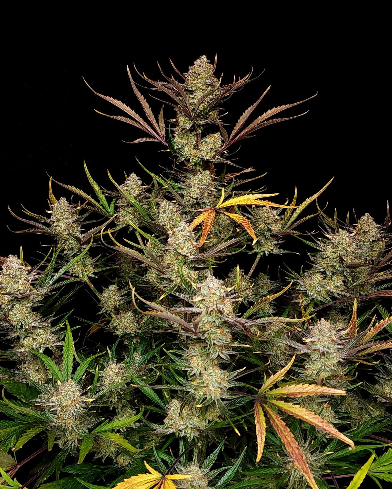 42 FastBuds - APPLE STRUDEL - Automatic - 3 Seeds