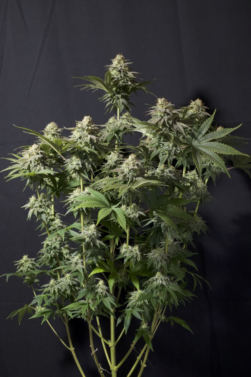 42 FastBuds - ORANGE SHERBET FF - Feminized - 3 Seeds