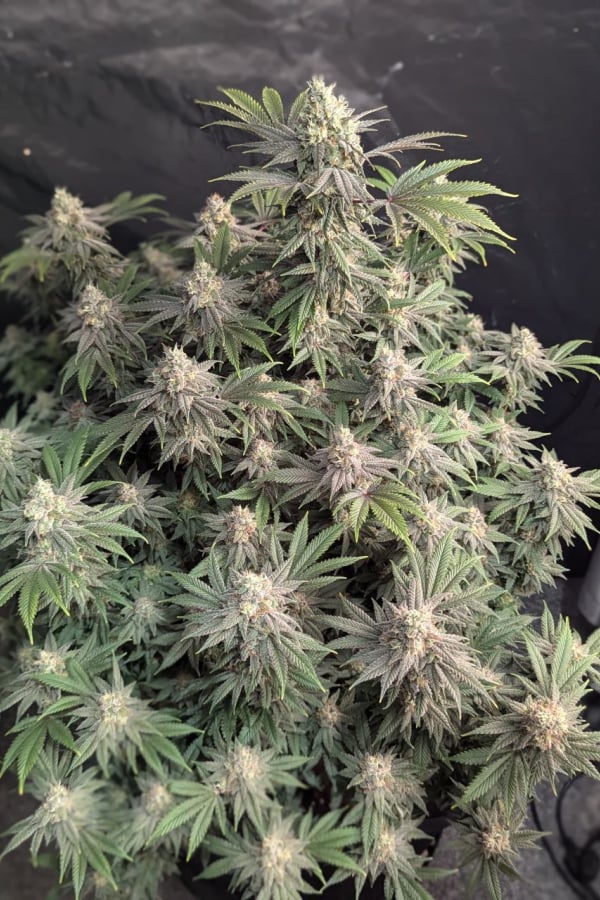42 FastBuds - RAINBOW MELON - Feminized - 3 Seeds