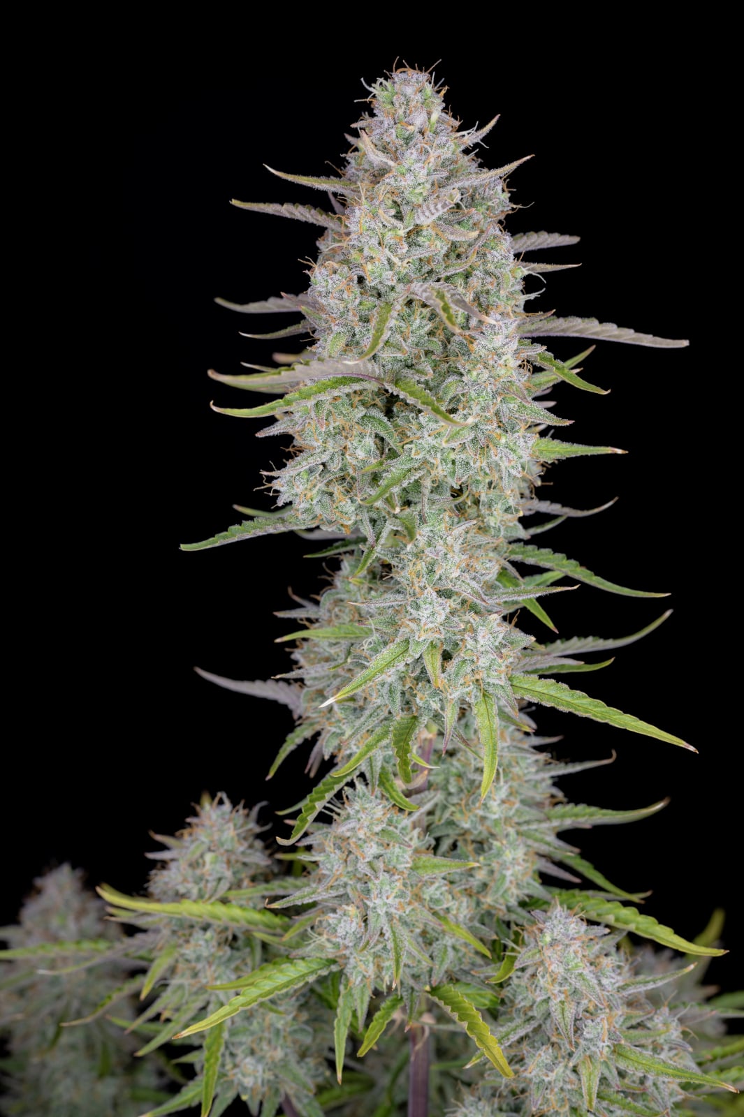 42 FastBuds - WEDDING CHEESECAKE - Automatic - 3 Seeds