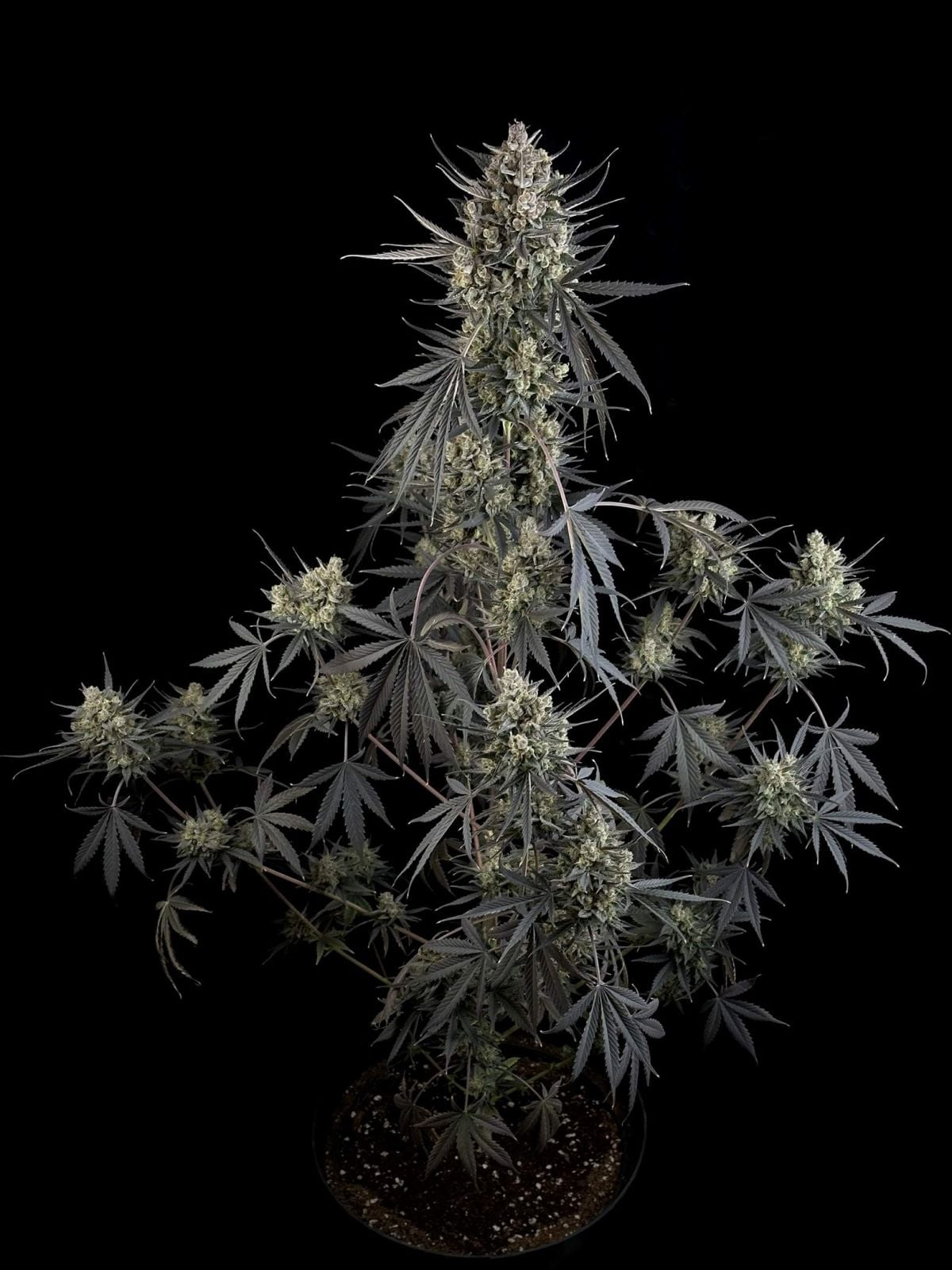 42 FastBuds - POUND CAKE - Automatic - 3 Seeds