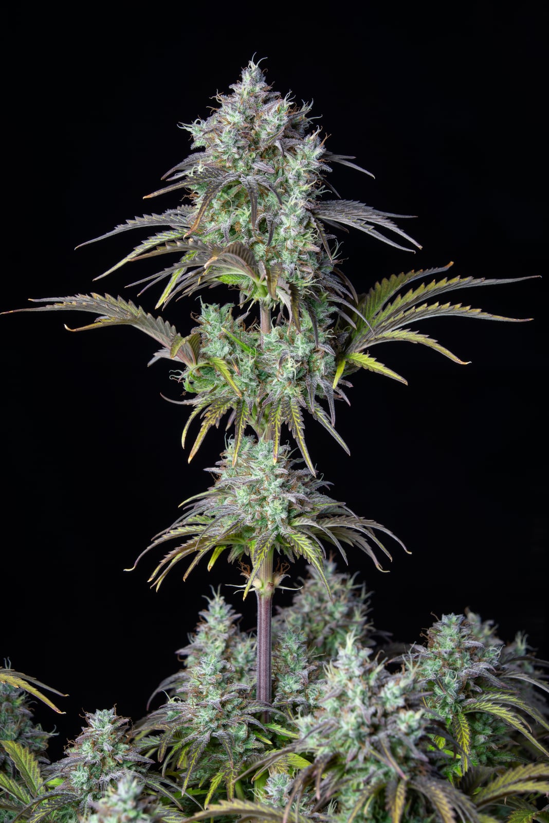 42 FastBuds - ORIGINAL AUTO BIG BUD - Automatic - 3 Seeds