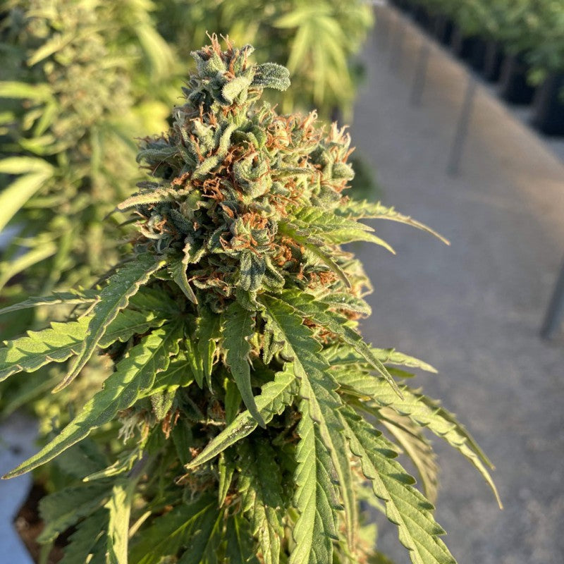 Dutch Passion - CBD-VICTORY - Automatic