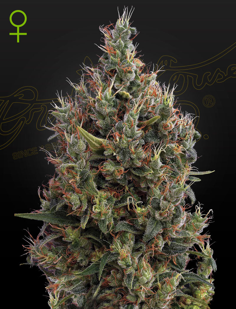 Green House Seed - BIG BANG - Automatic -