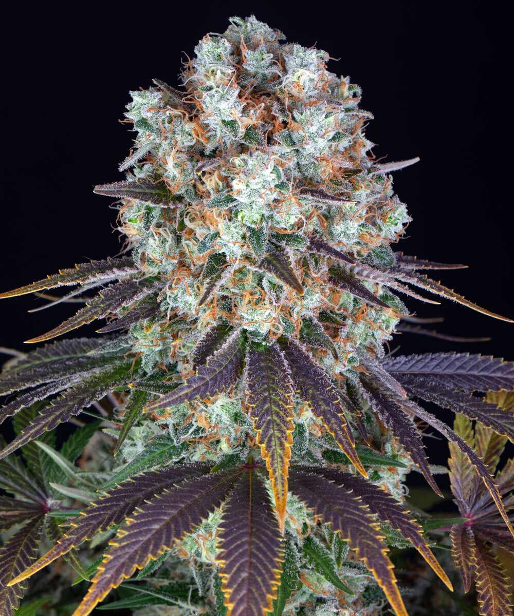 Barney's Farm - BRUCE BANNNER - Feminized - 3 Seeds