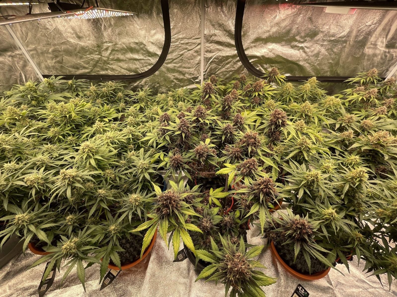 42 FastBuds - MIX PACK AUTO - Automatic - 3 Seeds