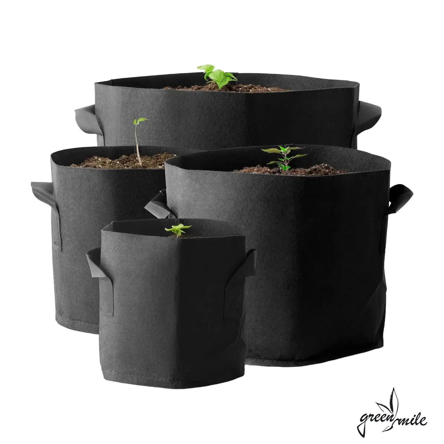 Caluma, PotPot, verschiedene Groessen, Vorderansicht