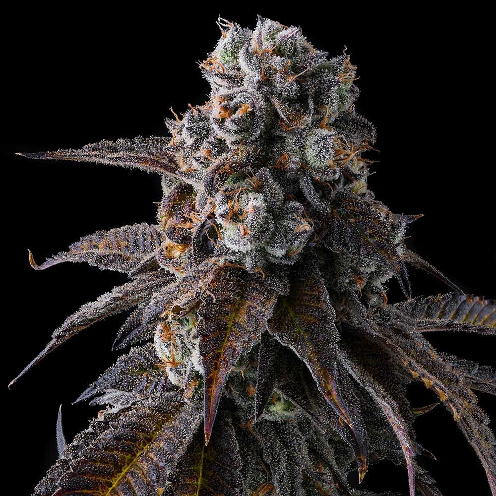 Compound Genetics - DULCE DREAMS - Feminized