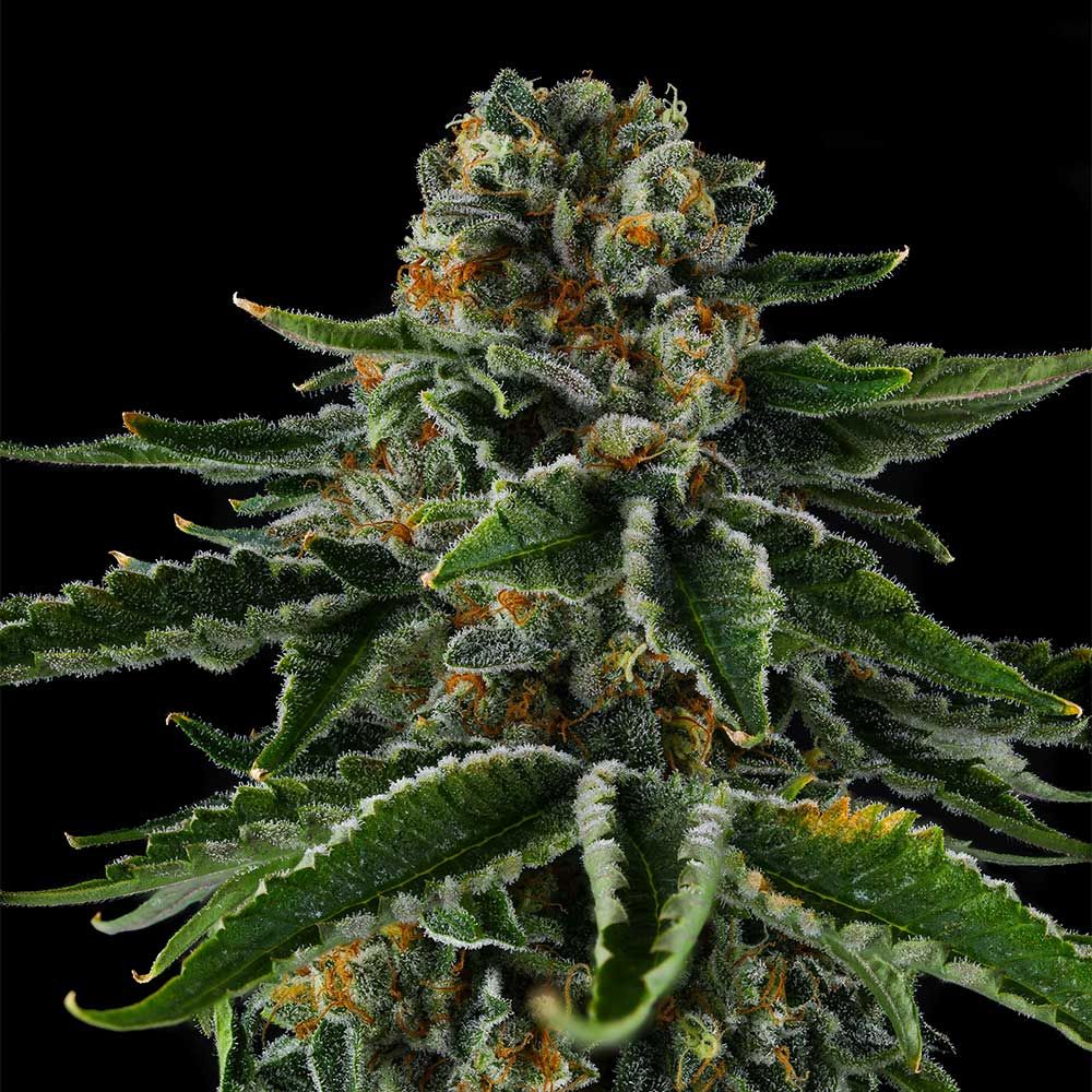 Compound Genetics - MR. JONES - Feminized