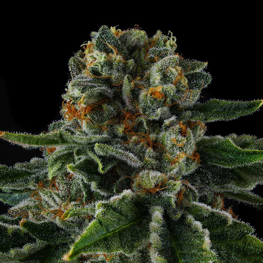 Compound Genetics - MR. JONES - Feminized