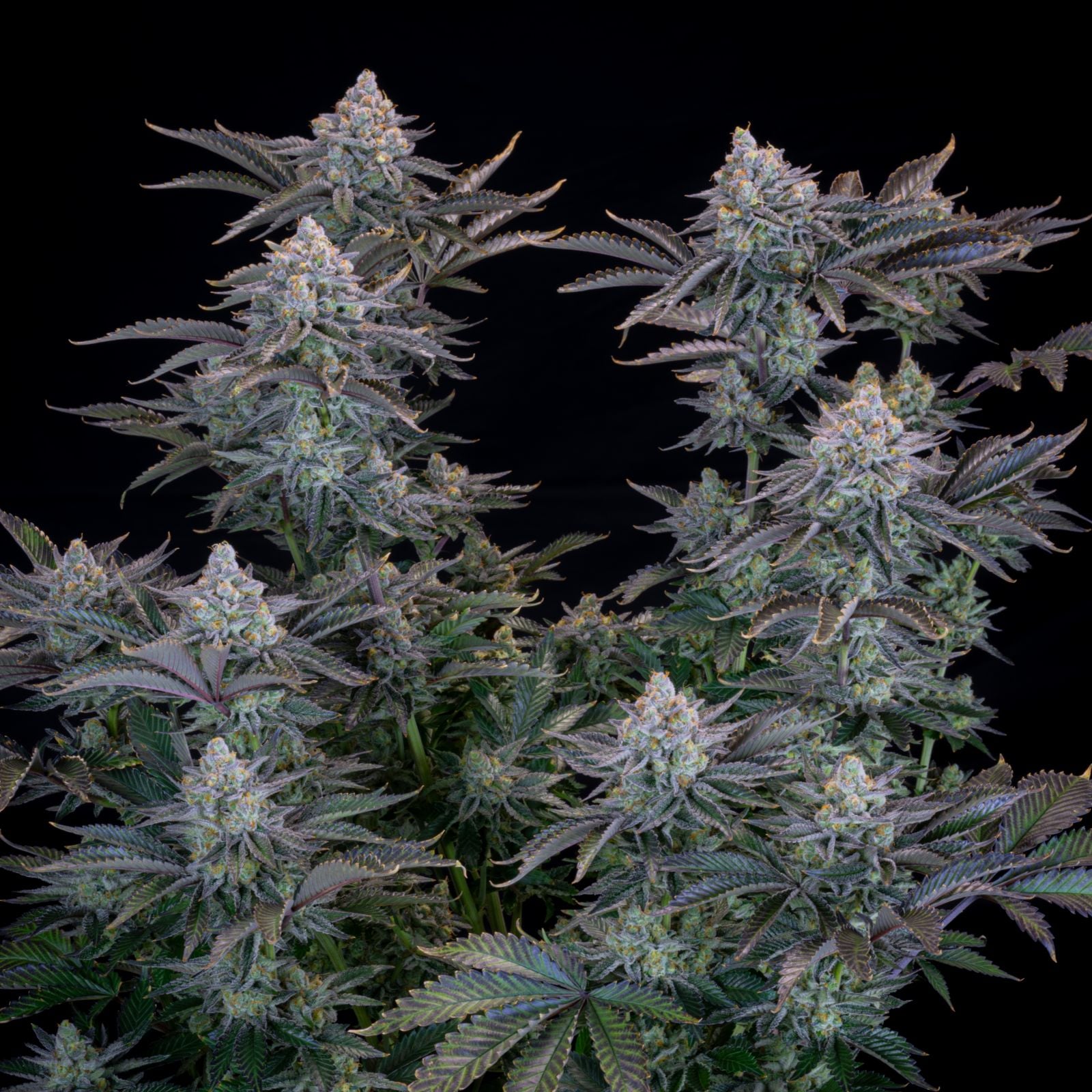 42 FastBuds - GORILLA COOKIES FF - Feminized - 3 Seeds
