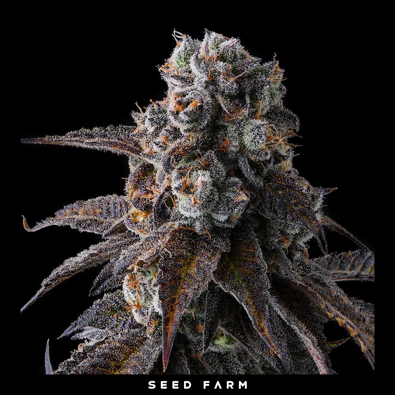 Compound Genetics - DULCE DREAMS - Feminized