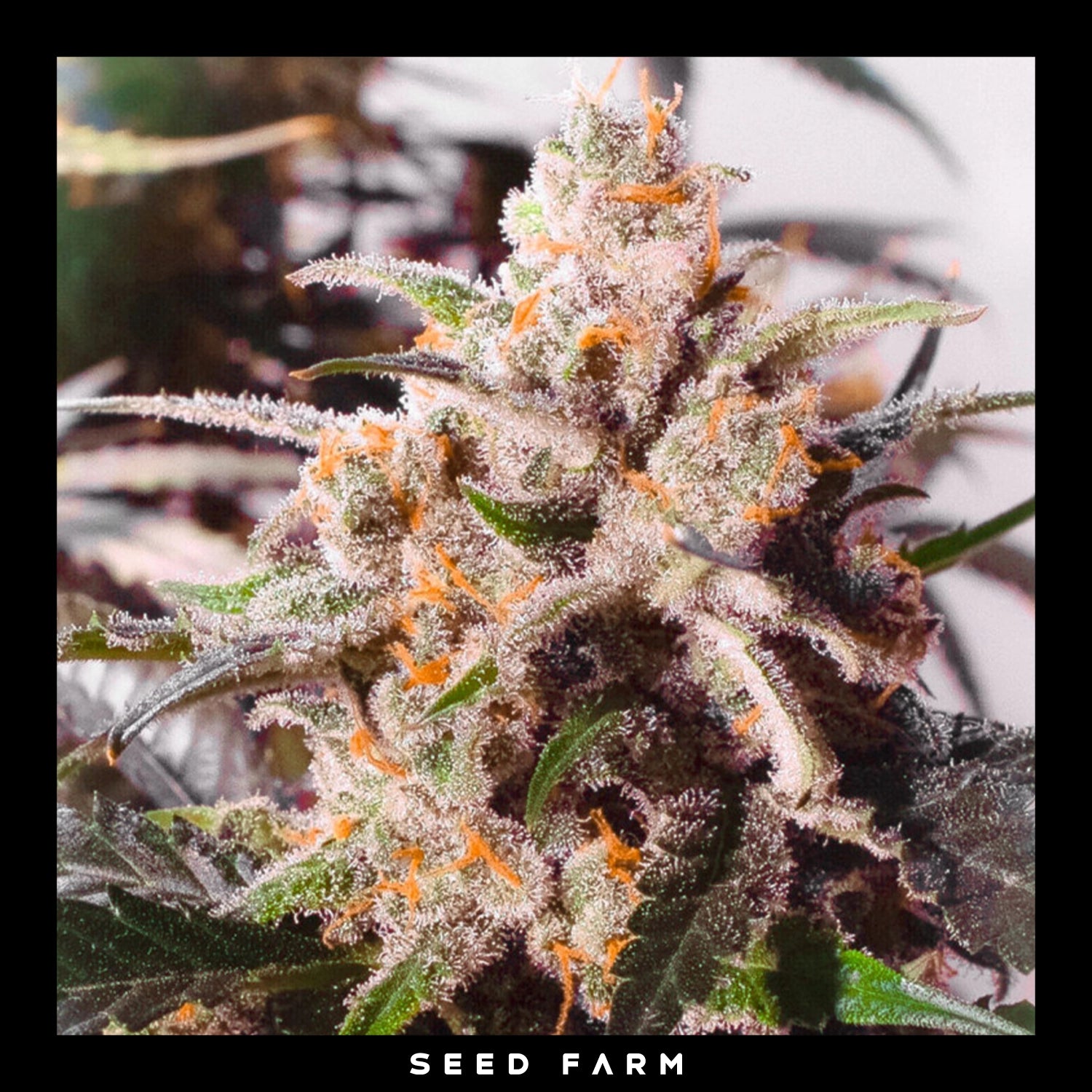 Dutch Passion, Colorado Cookies, automatische Cannabis Samen, Blüte