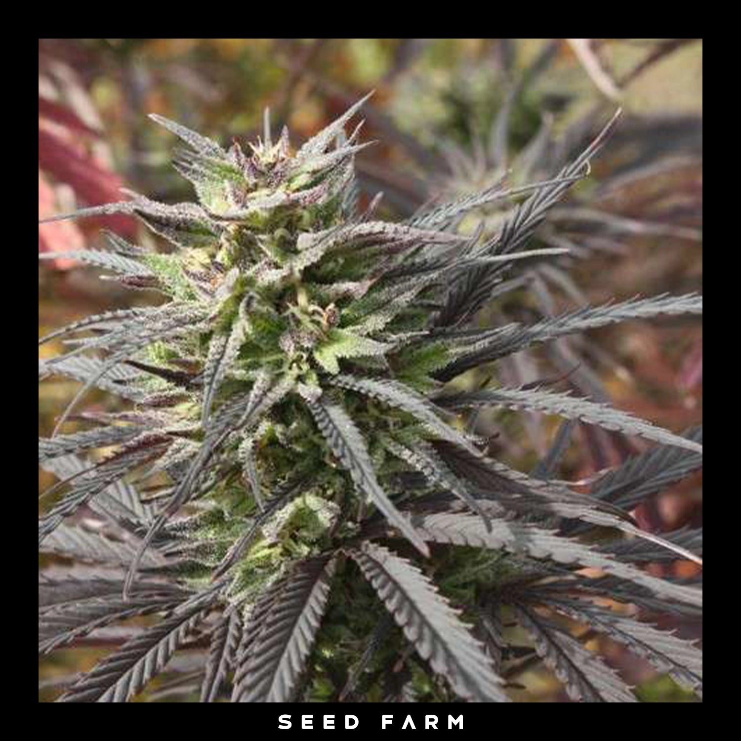 Dutch Passion, Think Fast, feminisierte Cannabis Samen, Blüte
