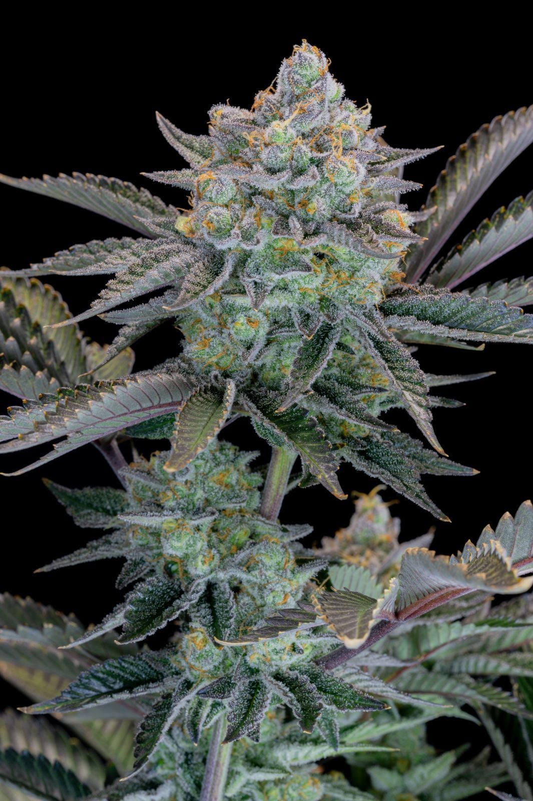 42 FastBuds - GORILLA COOKIES FF - Feminized - 3 Seeds