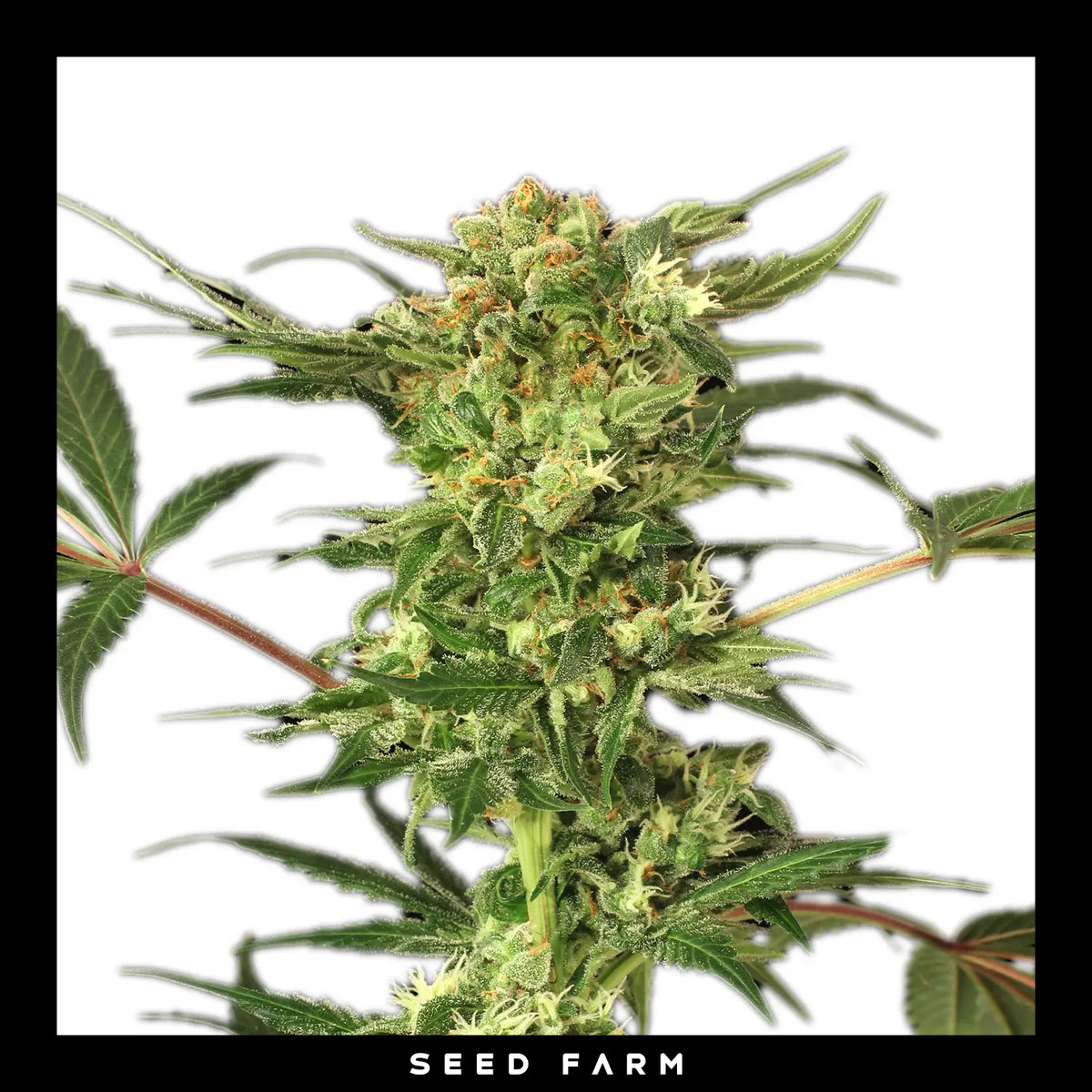 Exotic Seed Devil Kush, regular Cannabis Samen, Blüte