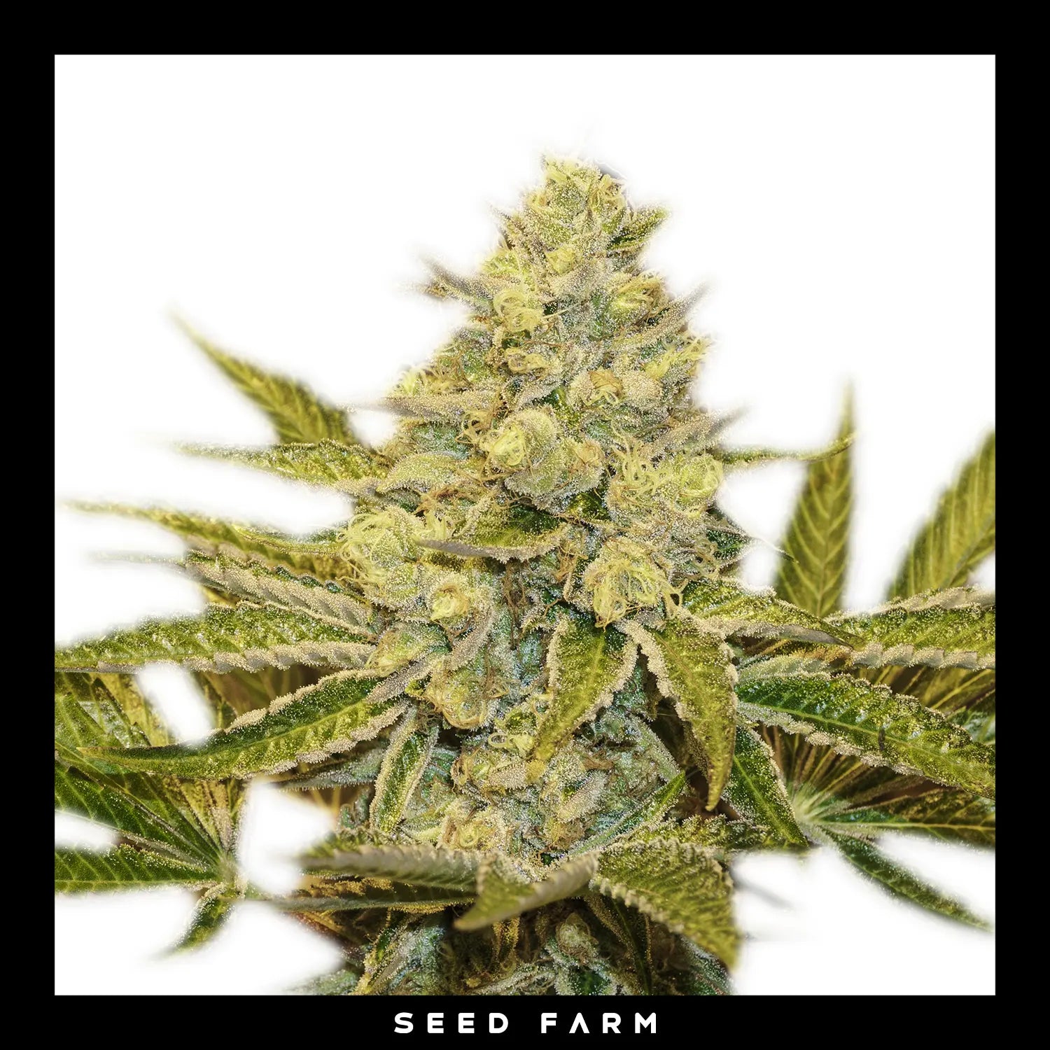 Exotic Seed Exotic Animal, feminisierte Cannabis Samen, Blüte