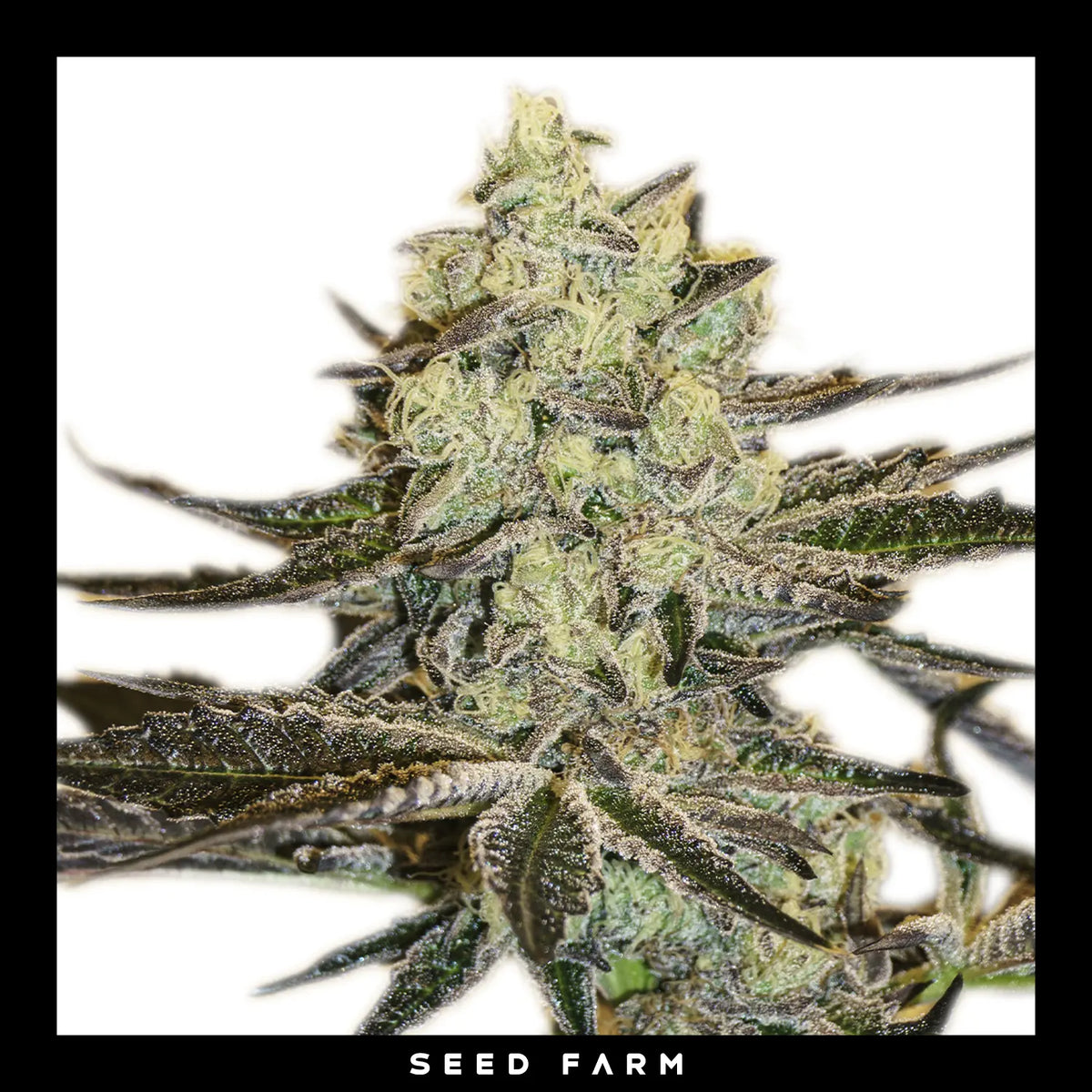 Exotic Seed Malasana Gelato, feminisierte Cannabis Samen, Blüte