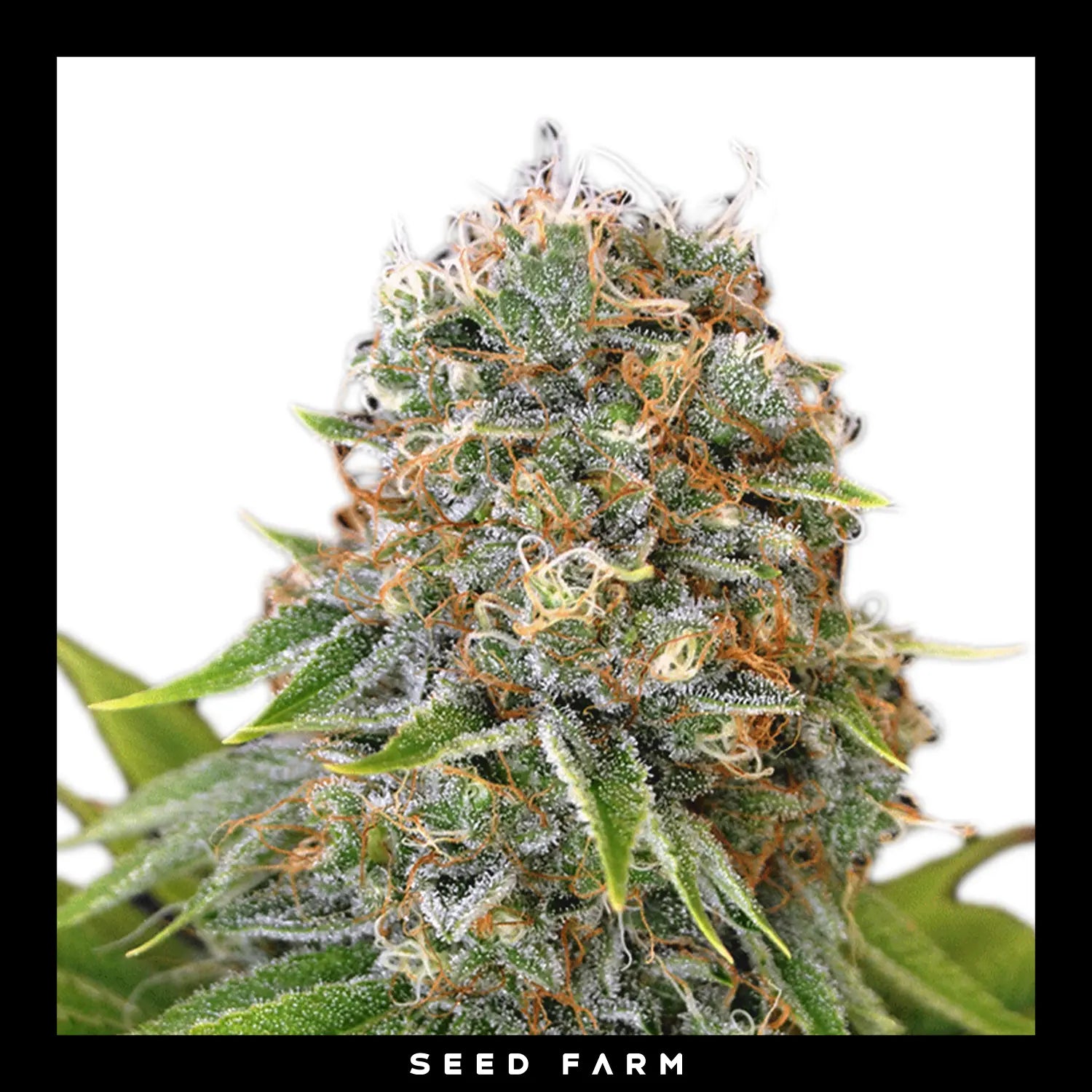 Exotic Seed Sugar Larry, feminisierte Cannabis Samen, Blüte