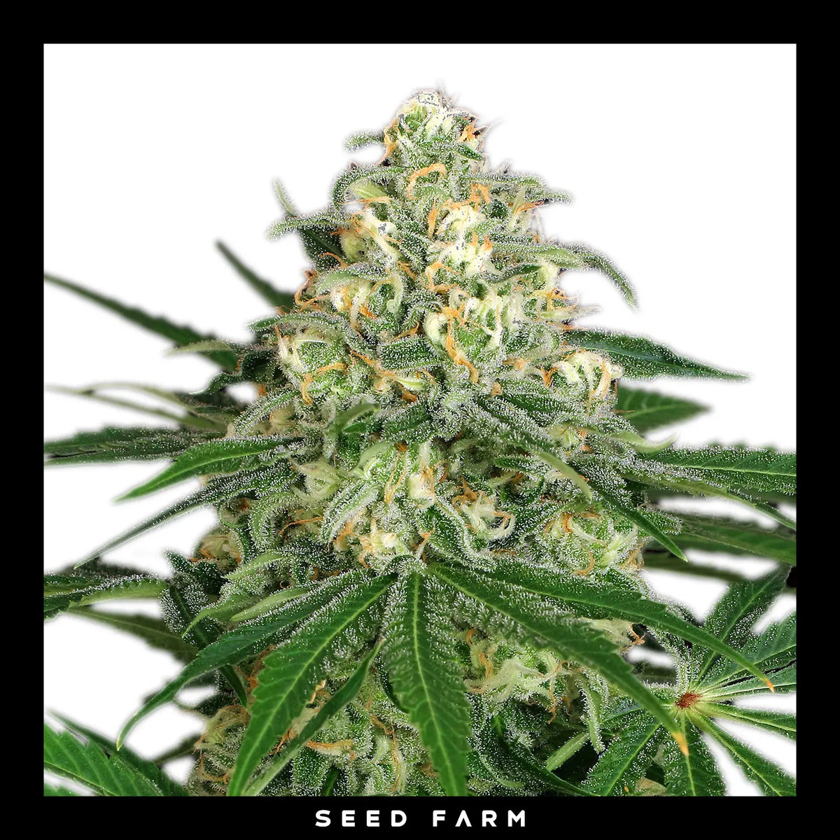 Exotic Seed Z&Z, feminisierte Cannabis Samen, Blüte