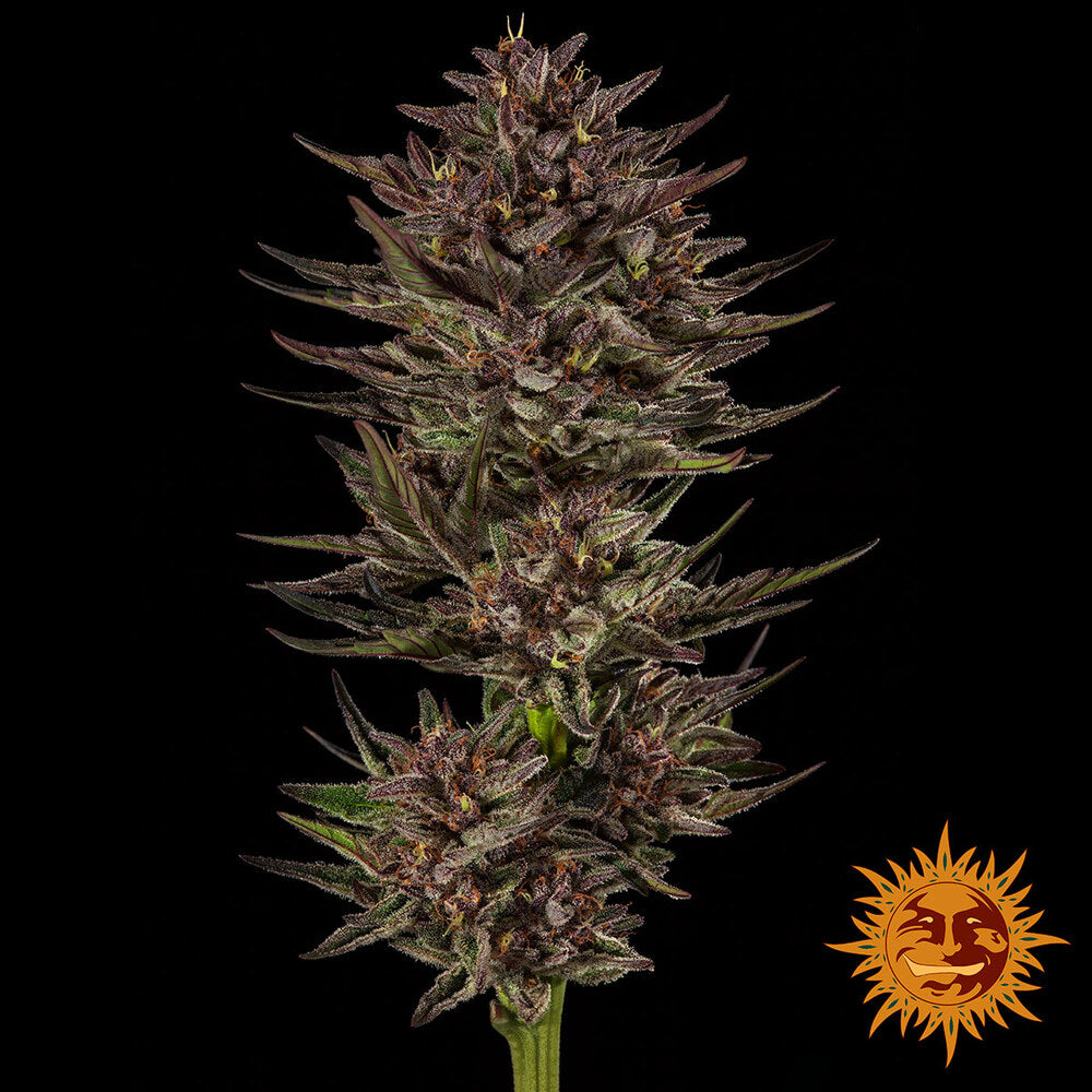 Barney's Farm - FROSTED ZINN X COOKIE DOG - Automatic