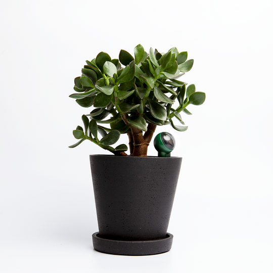 FYTA - Beam 5er Set | inkl Wii Hub und pH-Test-Kit