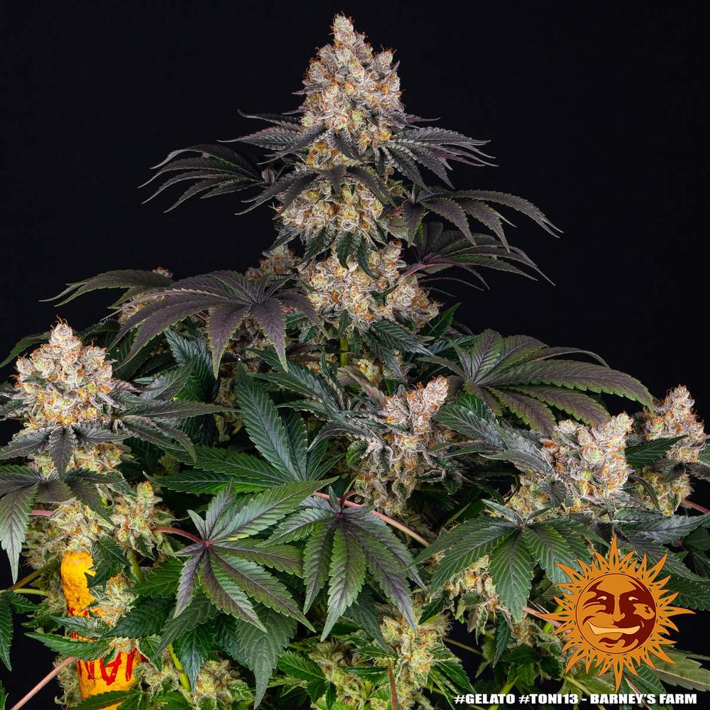 Barney's Farm - GELATO - Feminized - 3 Seeds