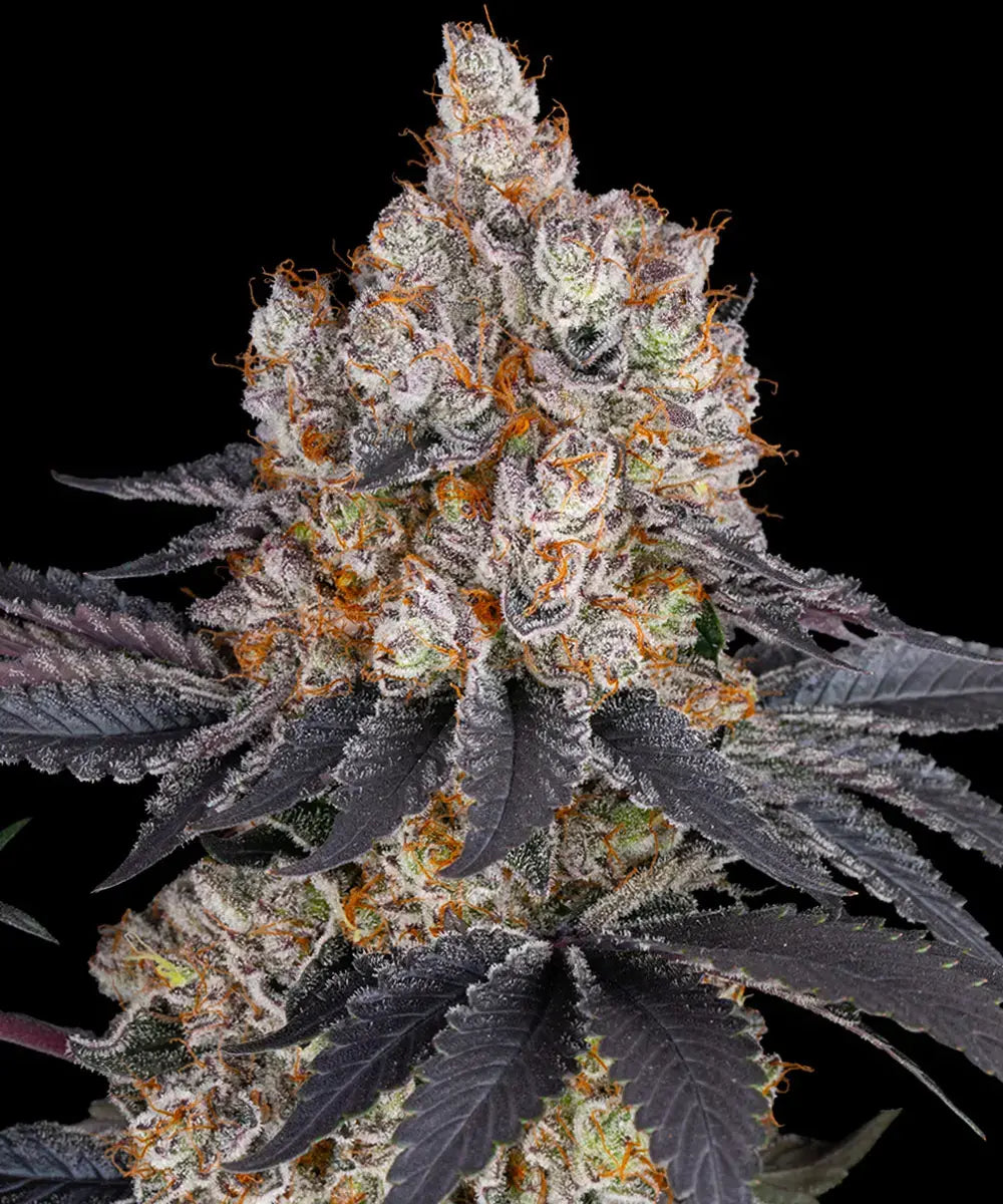 Barney's Farm - GELATO - Feminized - 3 Seeds