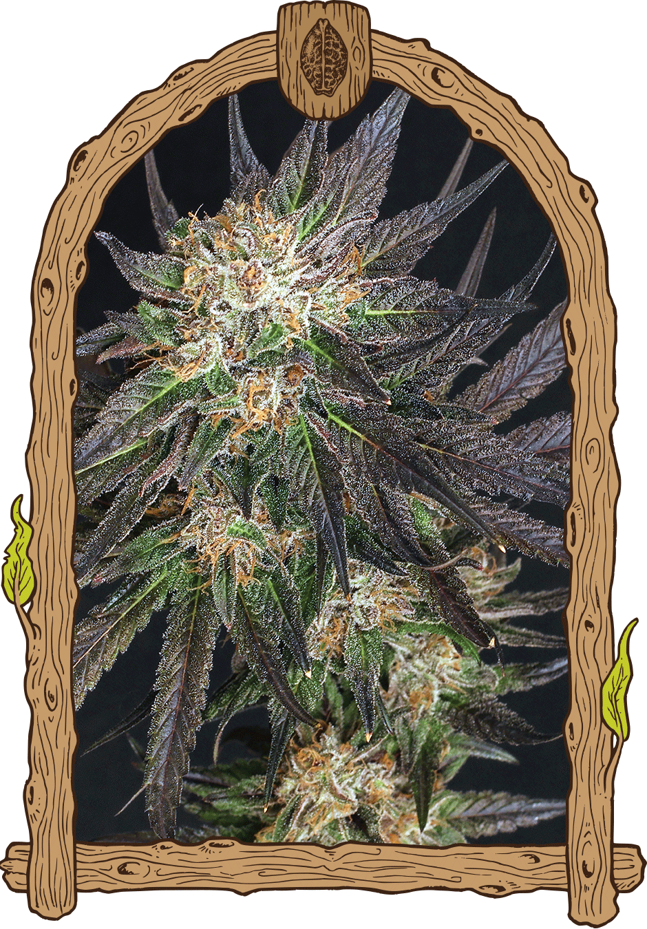 Exotic Seed - GEORGIA CREAM - Feminized