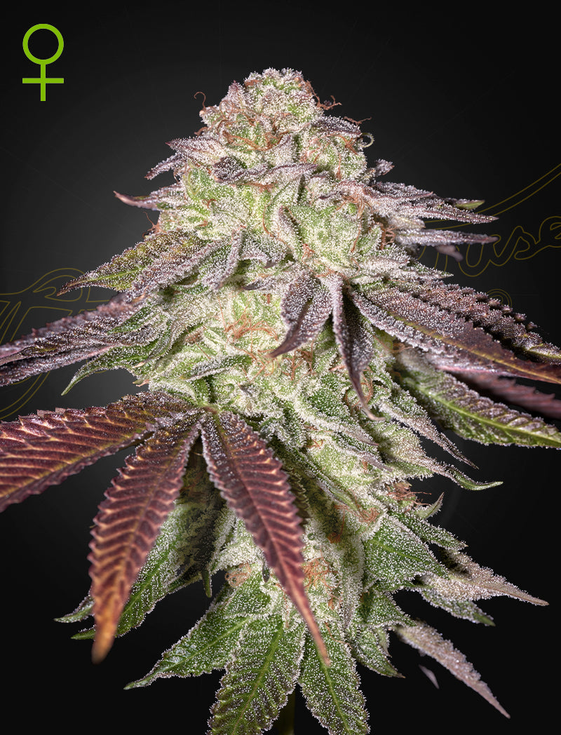 Green House Seed - SUGARLATO - Automatic