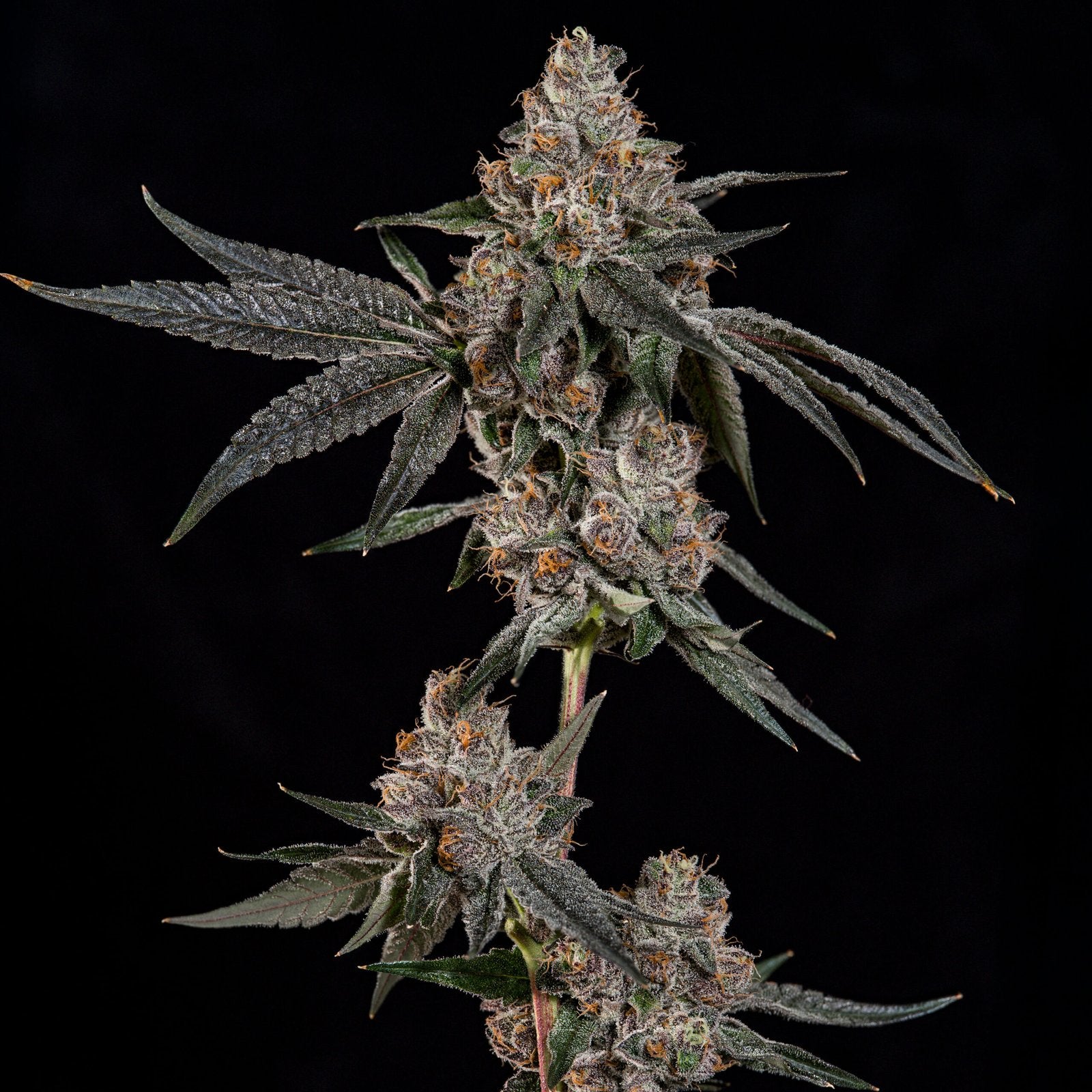 Wizard Trees - GRAND PRIXX - Feminized