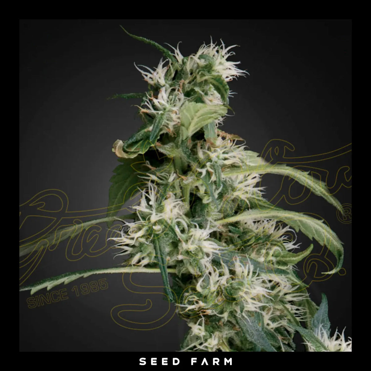 Green House Seed, Mango Haze aka Arjans Ultra Haze 2, feminisierte Cannabis Samen, Blüte