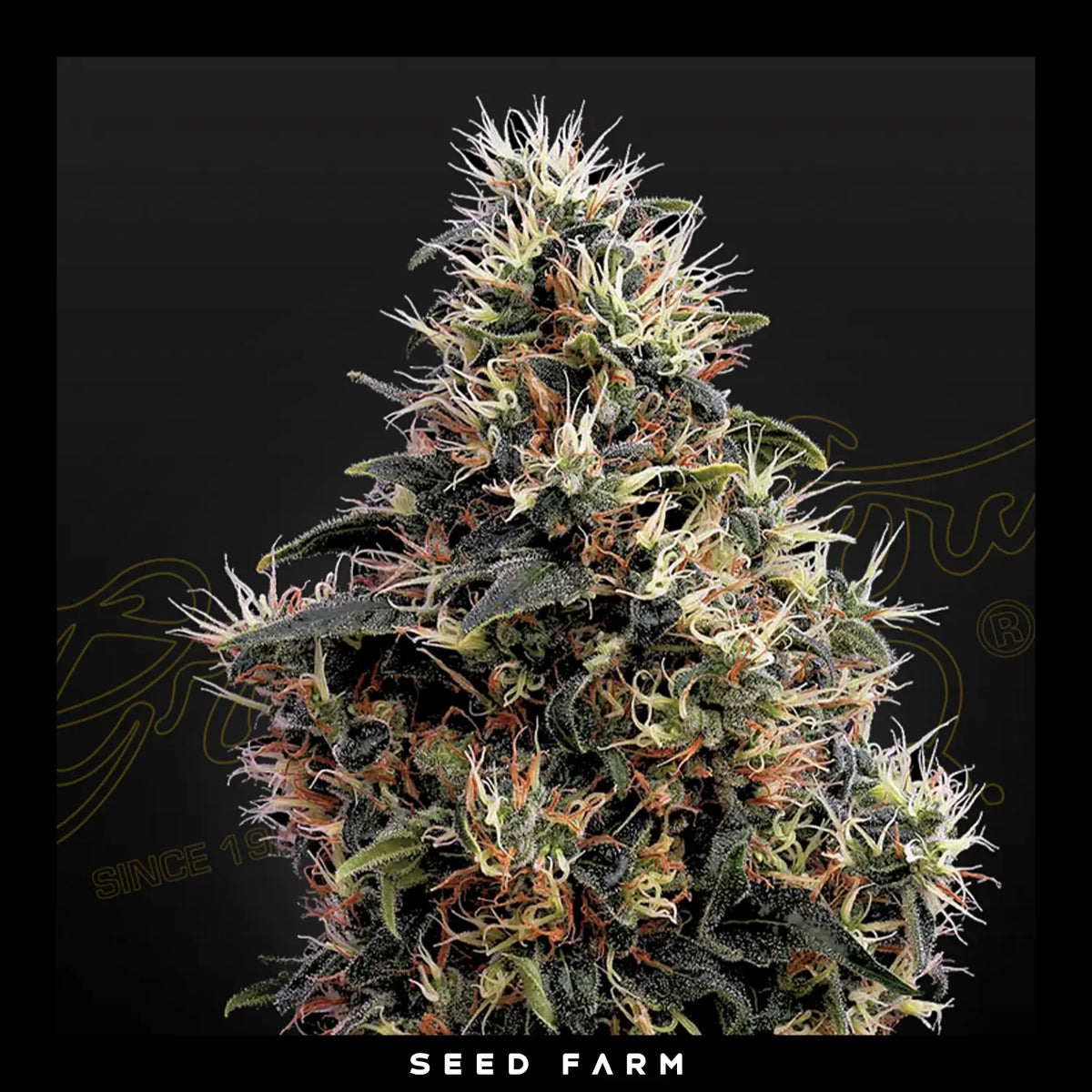Green House Seed, Sweet Mango, automatische Cannabis Samen, Blüte