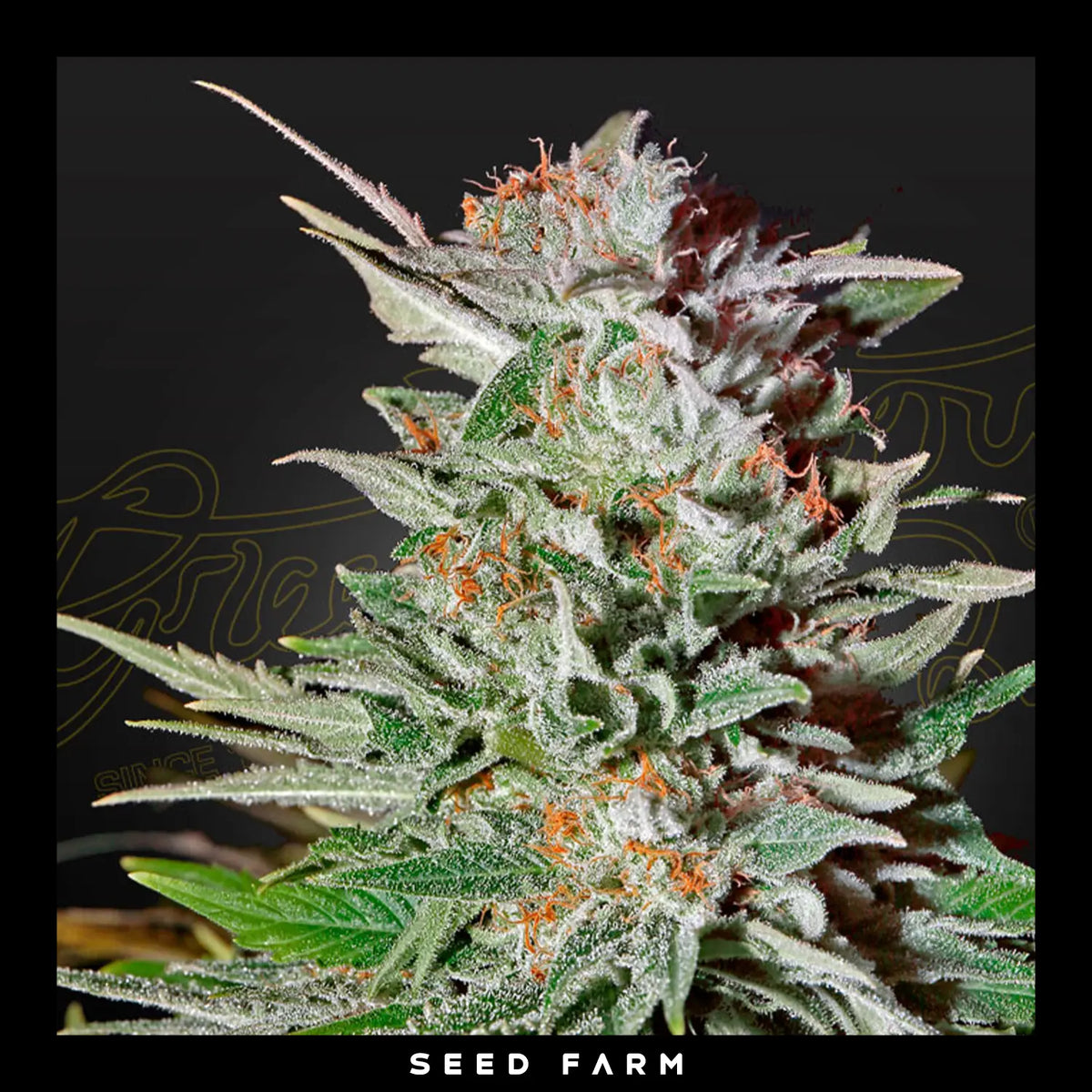 Green House Seeds, Super Lemon Haze, automatische Cannabis Samen, Blüte