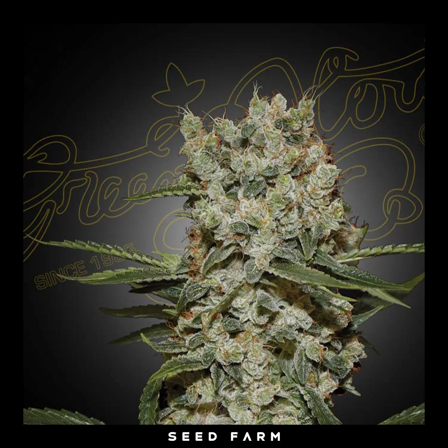 Green House Seeds, Super Silver Haze, feminisierte Cannabis Samen, Blüte