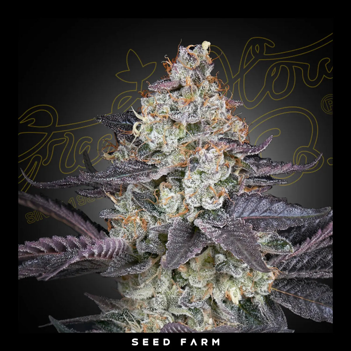 Green House Seeds, Ztrawberry, feminisierte Cannabis Samen, Blüte