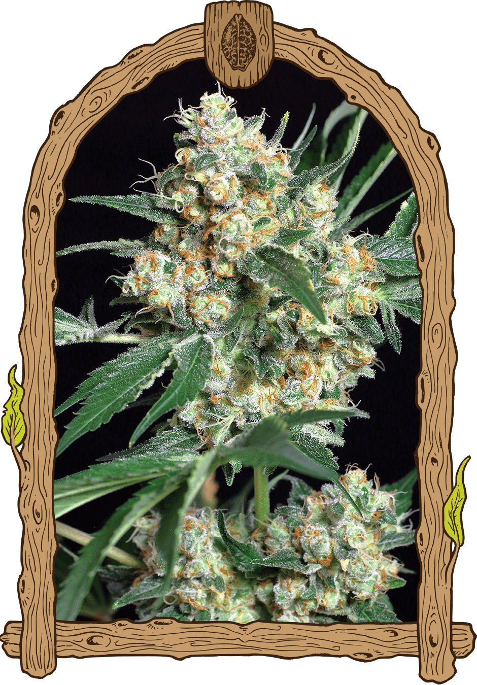 Exotic Seed - HONEY MINTS - Feminized
