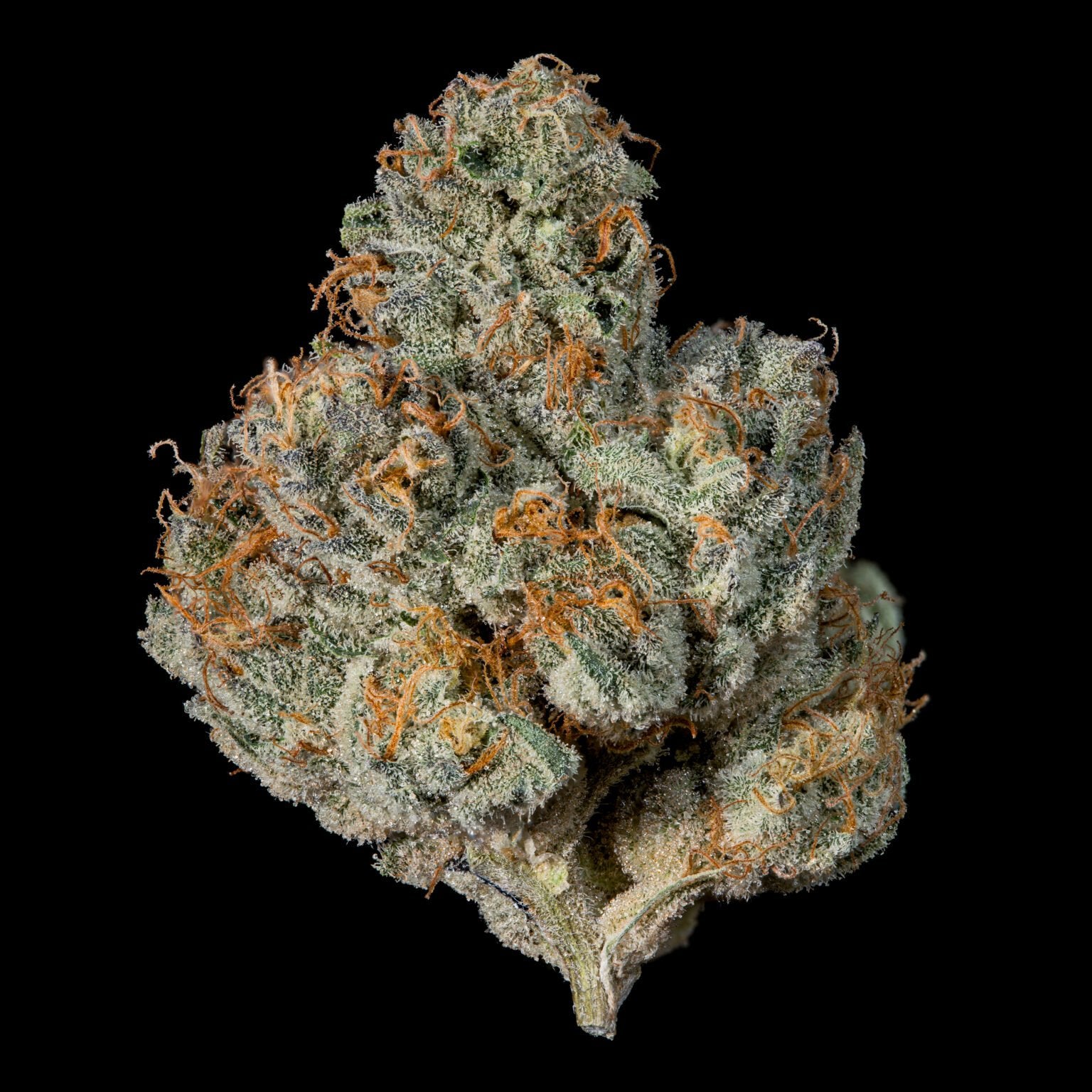 Wizard Trees - LAST POUR - Feminized