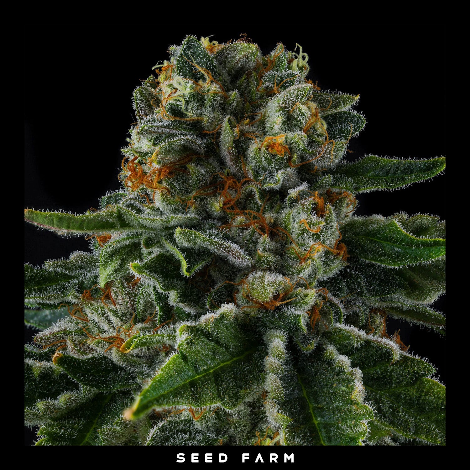 Compound Genetics - MR. JONES - Feminized