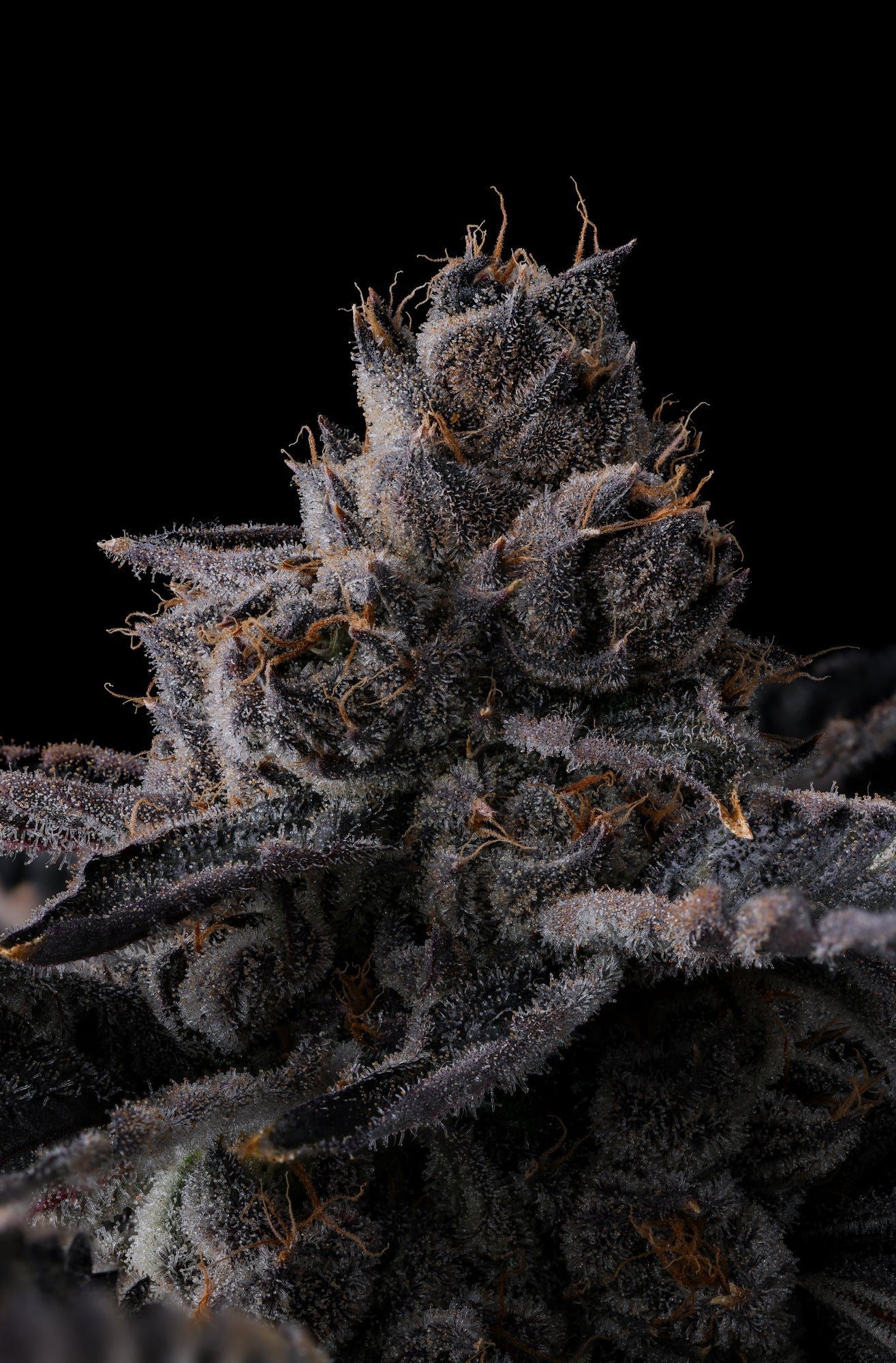 Compound Genetics - NEW MONEY - Feminized