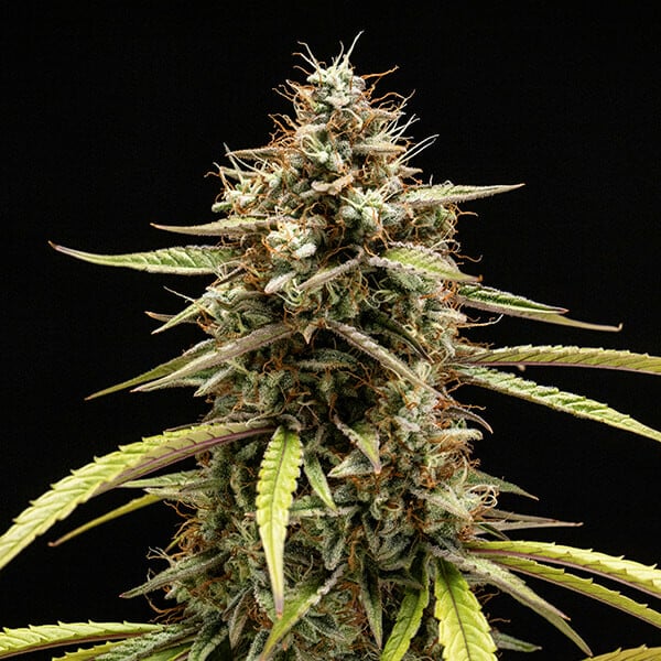 Royal Queen Seeds - HYPERION F1 - Automatic