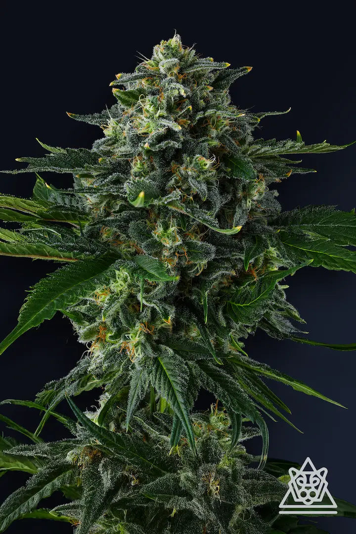 Compound Genetics - PHILBO BAGGINS - Feminized